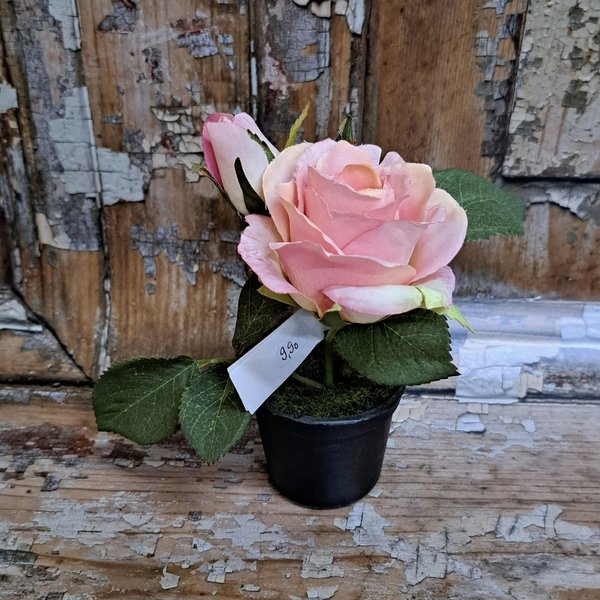 Kleine Rose im Topf, rosa, von Posiwio
